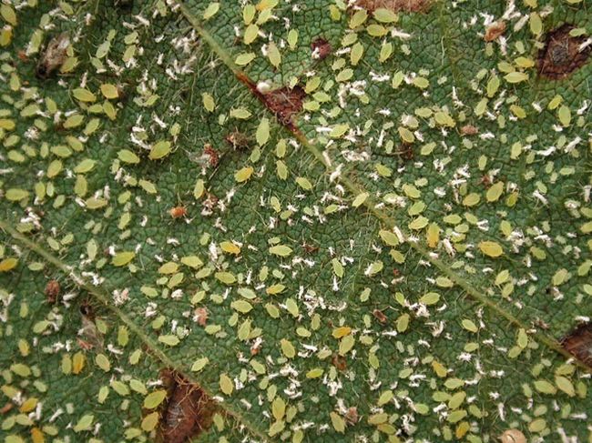 Тлю можно часто обнаружить на молодых листьях растения