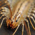 Сороконожка или мухоловка домашняя — как вывести из дома? Опасно ли насекомое для человека?