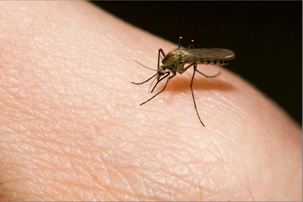 У комаров нет яда, но когда они кусают, в ранке остается особое вещество, которое не дает крови сворачиваться – антикоагулянт, именно за счет этого вещества комар может пить кровь. Но это вещество обладает, помимо основного эффекта, еще и массой побочных эффектов