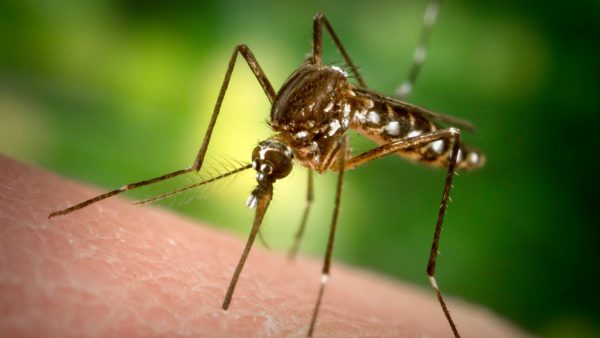 Комар прокалывает кожу хоботком и пьет кровь, а мелкое насекомое скусывает небольшой кусок, пуская при этом слюну для обезболивания, затем слизывает выступившие капли крови