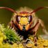 attacked Hornet – what to do? A photo, taste, effects
