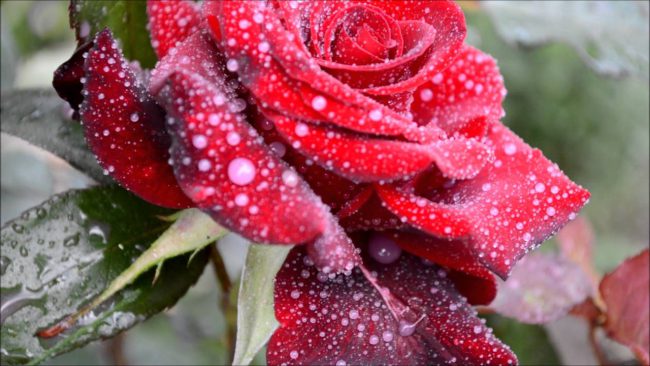 В большинстве случаев мучнистая роза поражает 2 вида роз – ремонтантные и чайно-гибридные