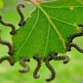 Caterpillars eat gooseberries – what to do? effective means