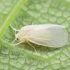 How to deal with whitefly in the greenhouse?