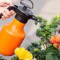 Bluestone in gardening spring – how to apply?