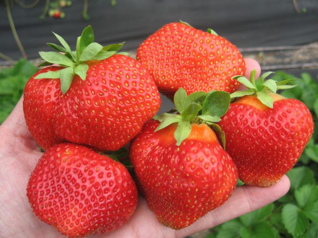 Обработка клубники весной обеспечивает отличный урожай и товарный вид ягод