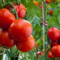 Фітофтора на помідорах у теплиці і на городі - чим боротися?