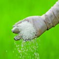 The use of urea in the garden - the instruction for gardeners