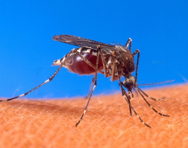 Комары постоянно пищат над ухом, кусают и доставляют дискомфорт и вполне предсказуемо, что люди всеми силами стараются найти способ обезопасить себя от них