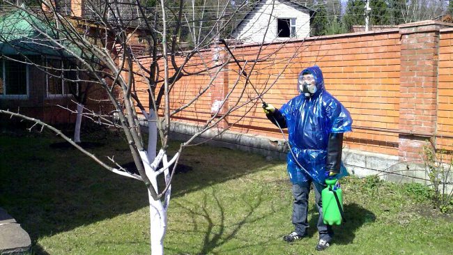 Опрыскивания производятся в сухую погоду при отсутствии ветра и рекомендуется использование респиратора