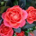 Getting rid of mildew on roses? effective means