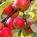 Тля на яблоне — как бороться с вредителем?