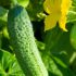 Powdery mildew on cucumbers (a photo) – the reasons, evidence, control methods