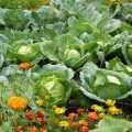 The process cabbage from caterpillars? Folk remedies and drugs