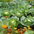 The process cabbage from caterpillars? Folk remedies and drugs