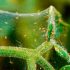 Чому з'являється павутинний кліщ на огірках в теплиці і грунті? заходи боротьби