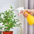 Паутинный клещ на комнатных растениях — методы борьбы