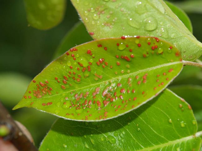 Паутинный клещ – один из наиболее вездесущих вредителей. Он поражает практически все растения, кроме водных. Всем любителям комнатных растений рано или поздно приходится сталкиваться с этим вредителем